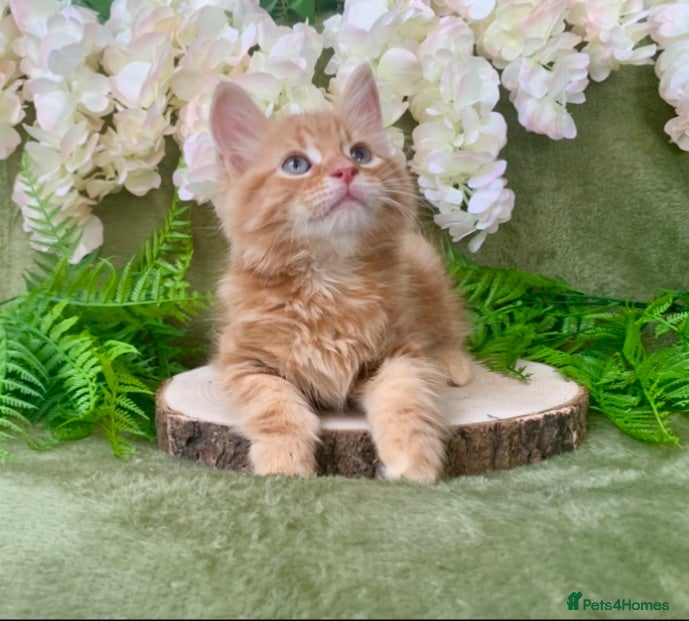 Norwegian Forest Cat cats GORGEOUS WEDGIE BOYS READY FOR NEW HOMES - Advert 2