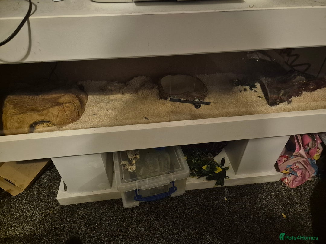 Python Snake reptiles for sale: Ball python  - Advert 3