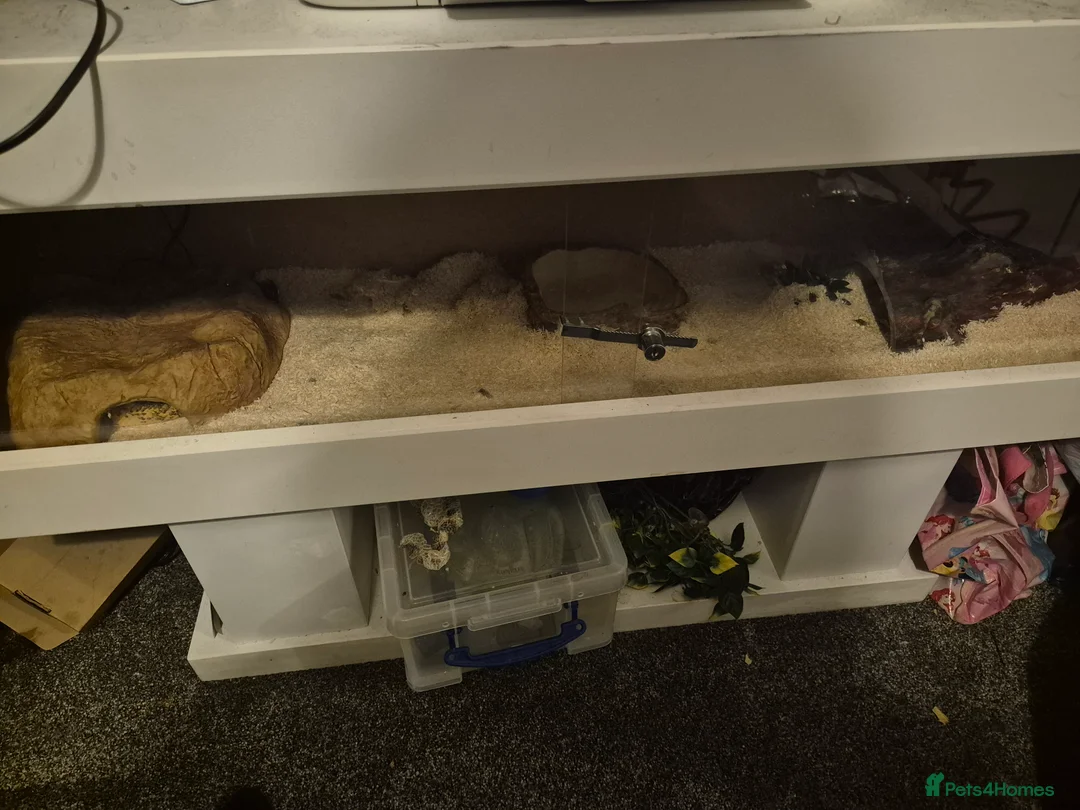 Python Snake reptiles for sale: Ball python  - Advert 3