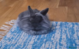 Mixed Breed rabbits for sale: Netherland dwarf and swiss fox mix breed bunny - Advert 2