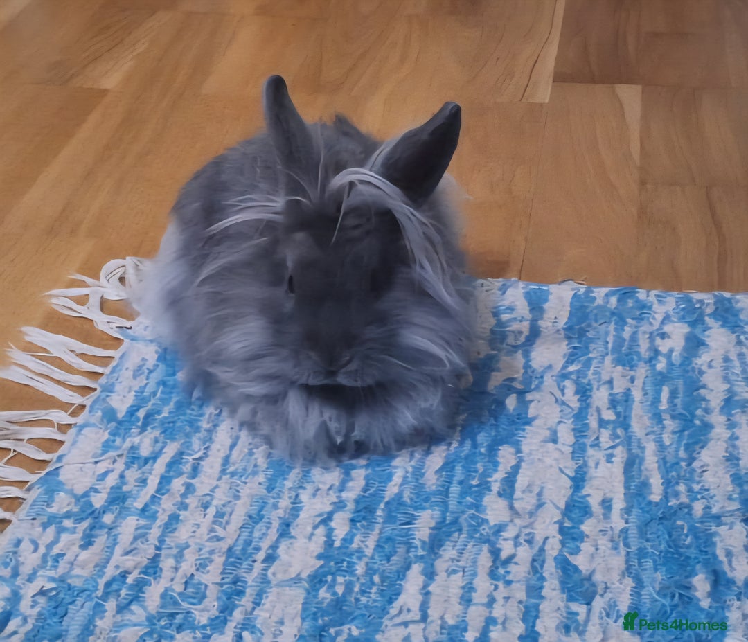 Mixed Breed rabbits for sale: Netherland dwarf and swiss fox mix breed bunny - Advert 2