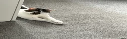 Mixed Breed cats for sale: 2 Adult Cats For Adoption  - Advert 11