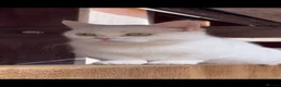 Munchkin cats for sale: 😻❤️ Marshmallow “Baby” ❤️🥰 - Advert 2