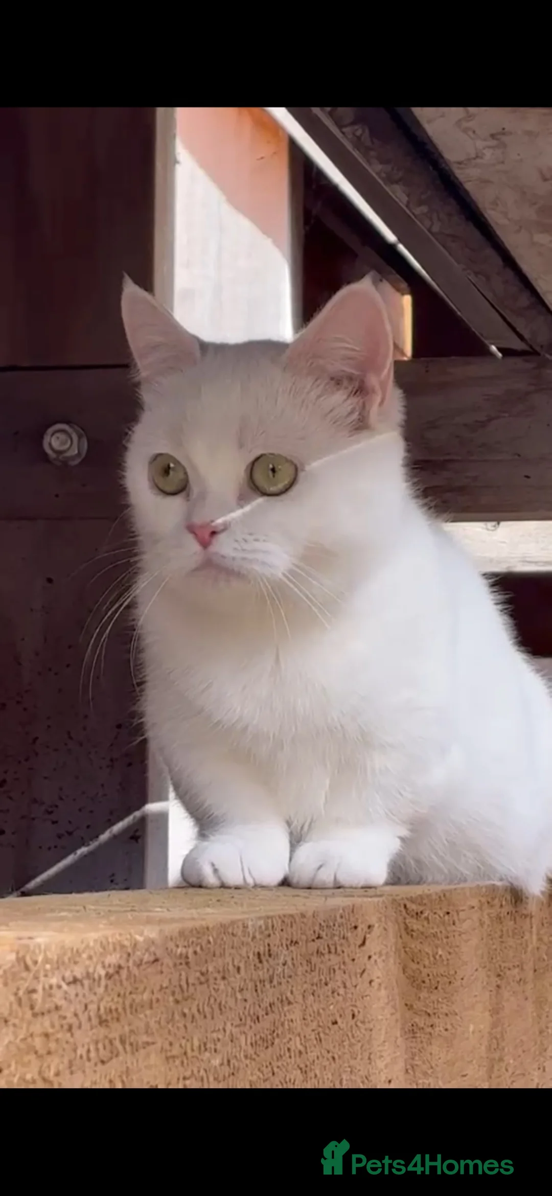Munchkin cats for sale: 😻❤️ Marshmallow “Baby” ❤️🥰 - Advert 2