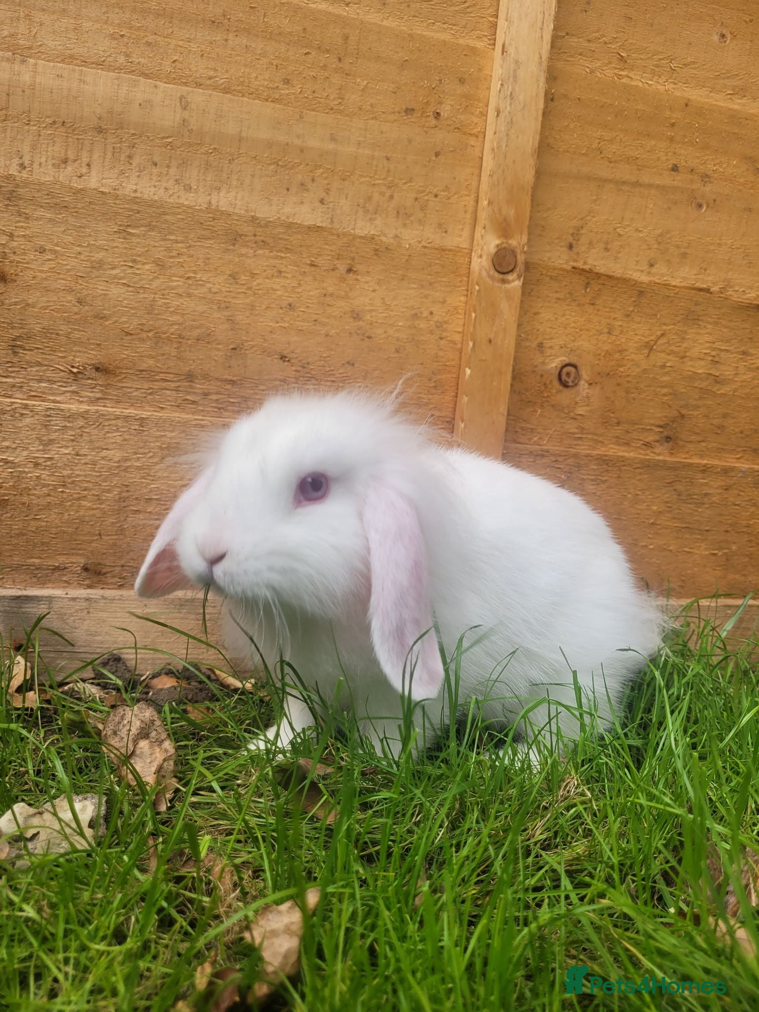 Mini Lop rabbits Mini lop bunny 🐰 2 left - Advert 1