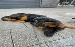German Shepherd dogs for sale: German shepherd for sale  - Image 3