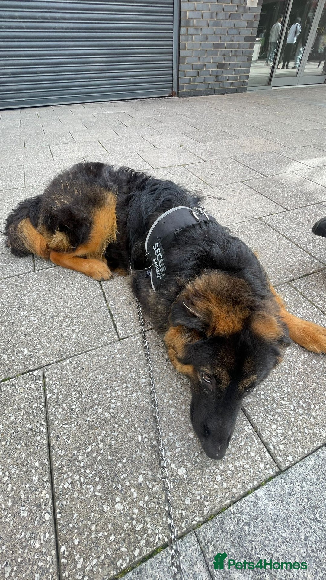 German Shepherd dogs for sale: German shepherd for sale  - Image 3