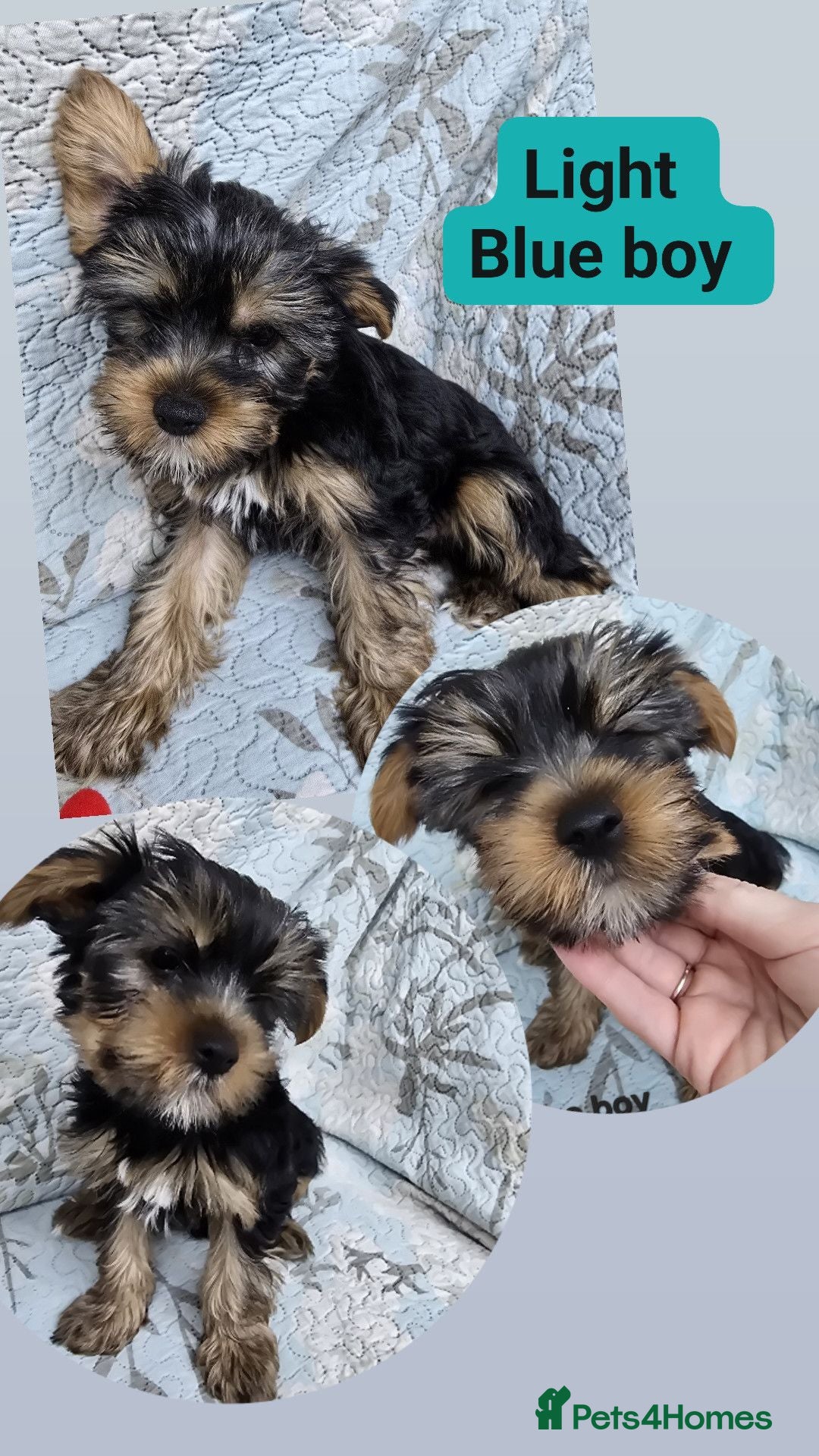 Yorkshire Terrier dogs Last beautiful Yorkshire puppie left ❤️ - Advert 5