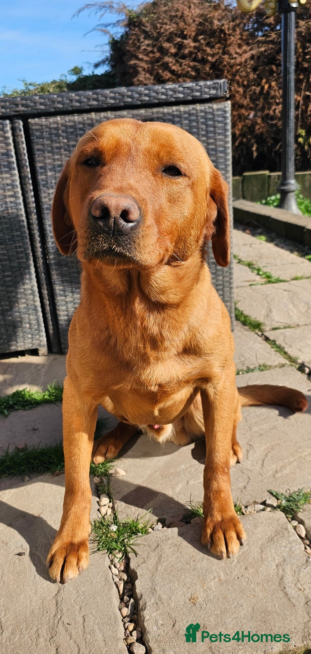 Labrador Retriever dogs for sale: 6 BEAUTIFUL BLACK PUPPIES. LAB CROSS COCKER - Image 19