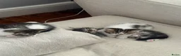 Mixed Breed cats for sale: 6 gorgeous kittens for sale - Advert 27