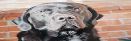 Labrador Retriever dogs for stud: KC Registered, fully health tested Labrador Stud - Advert 3