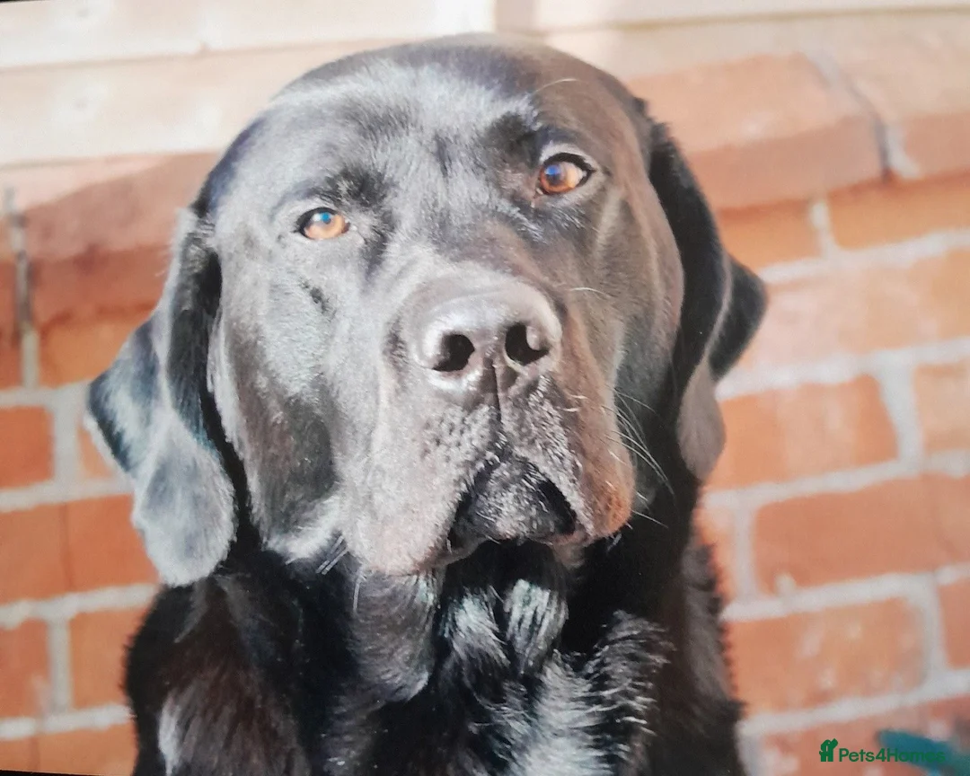 Labrador Retriever dogs for stud: KC Registered, fully health tested Labrador Stud - Advert 2
