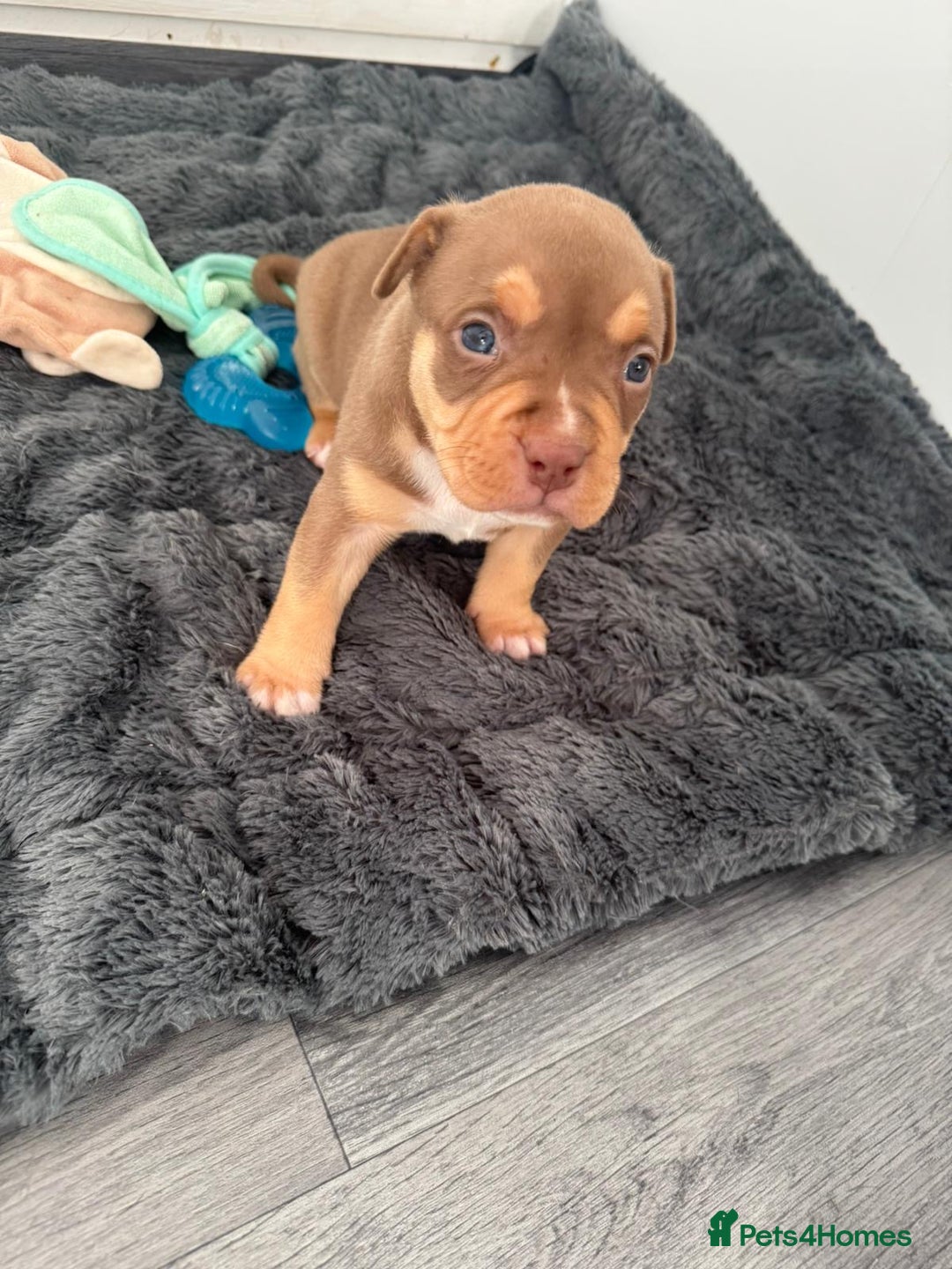 American Bully dogs for sale: Beautiful little pocket bullies for sale - Advert 10