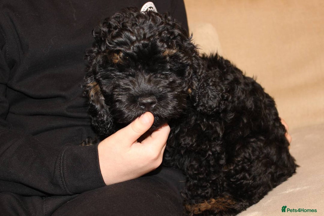Cockapoo dogs for sale: Unique F1 Cockapoo Puppies - Advert 2