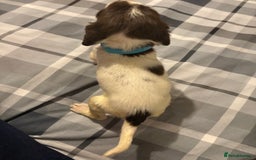 English Springer Spaniel dogs for sale: KC Registered English Springer Spaniel Puppies - Image 7