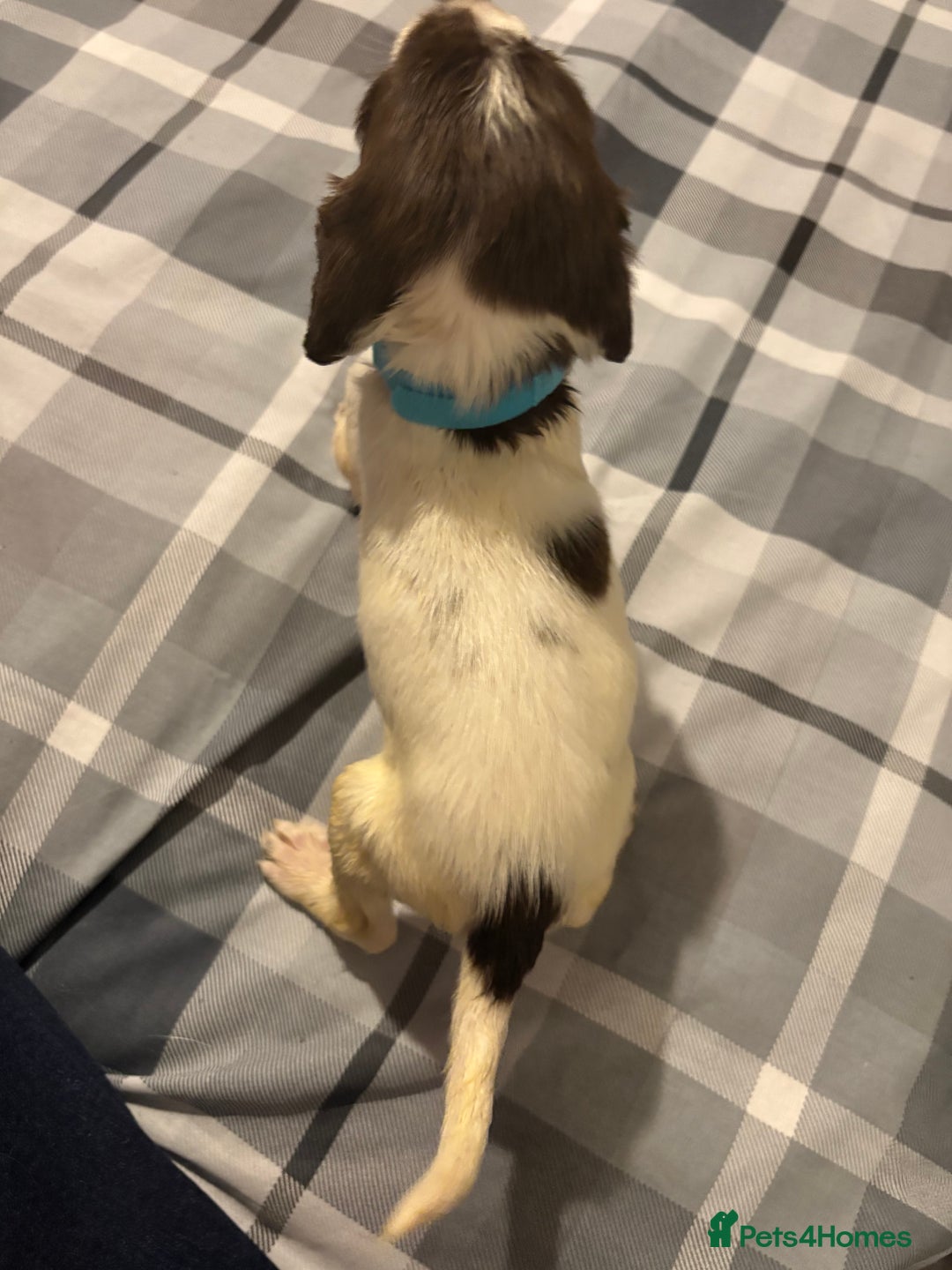 English Springer Spaniel dogs for sale: KC Registered English Springer Spaniel Puppies - Image 7