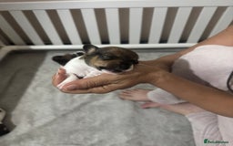 Jack Russell dogs for sale: 5 Jack Russel Puppies - Image 7