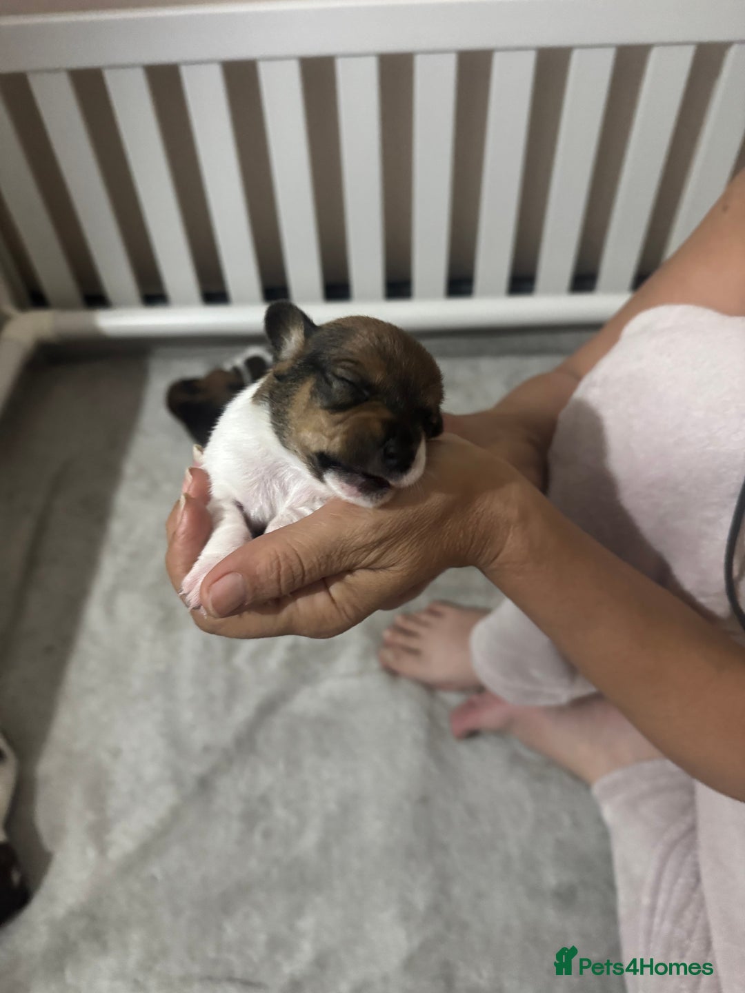 Jack Russell dogs for sale: 5 Jack Russel Puppies - Image 7