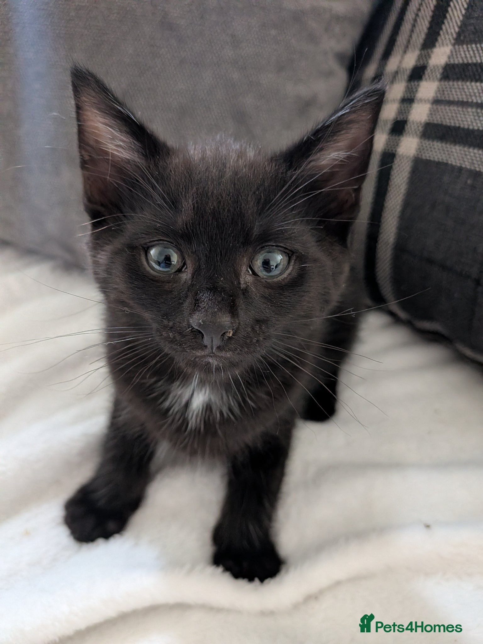 Mixed Breed cats for sale: 9 week old beautiful kittens  in Bognor Regis - Advert 6