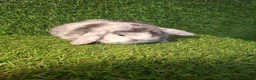 Mini Lop rabbits for sale: MINI LOPS - Advert 7