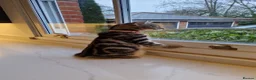 Mixed Breed cats for sale: Beautiful tabby cat in Colchester - Advert 4