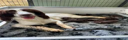 Sprocker dogs for sale: Springer x Cocker Pups  in Barnsley - Advert 2