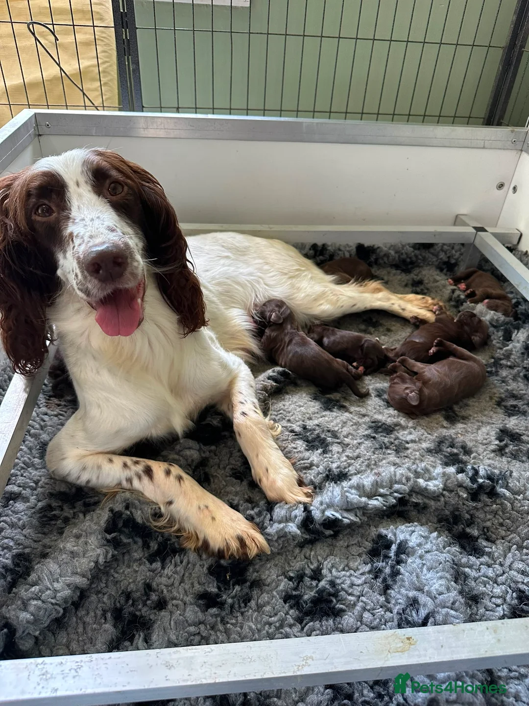 Sprocker dogs for sale: Springer x Cocker Pups  in Barnsley - Advert 2