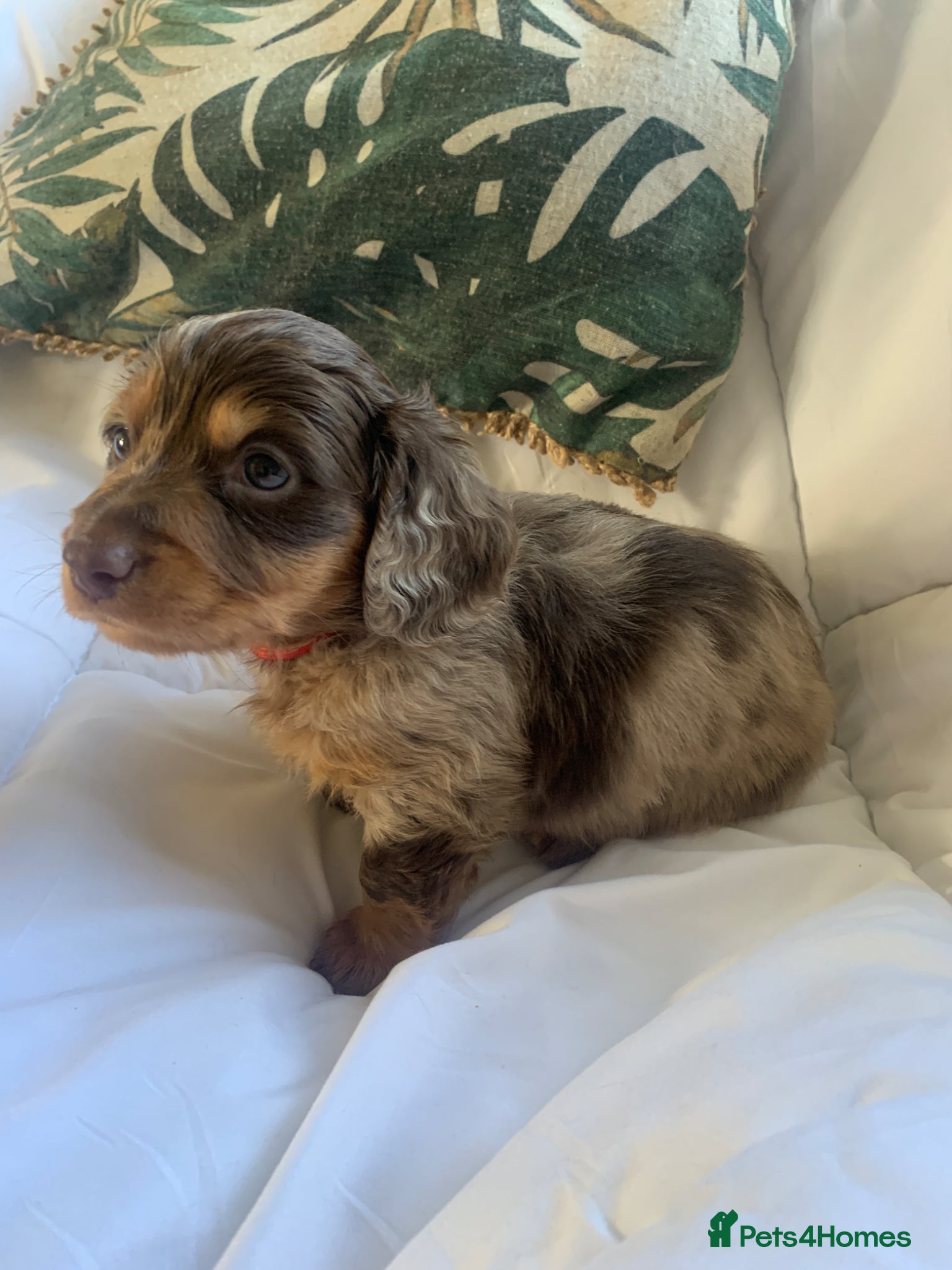 Dachshund dogs Miniature dachshund puppies 3 BOYS - Advert 6