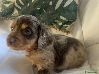 Dachshund dogs Miniature dachshund puppies 3 BOYS - Advert 2