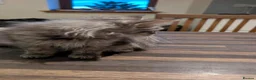 Maine Coon cats for sale: Maine Coon kittens in Buckie - Advert 10