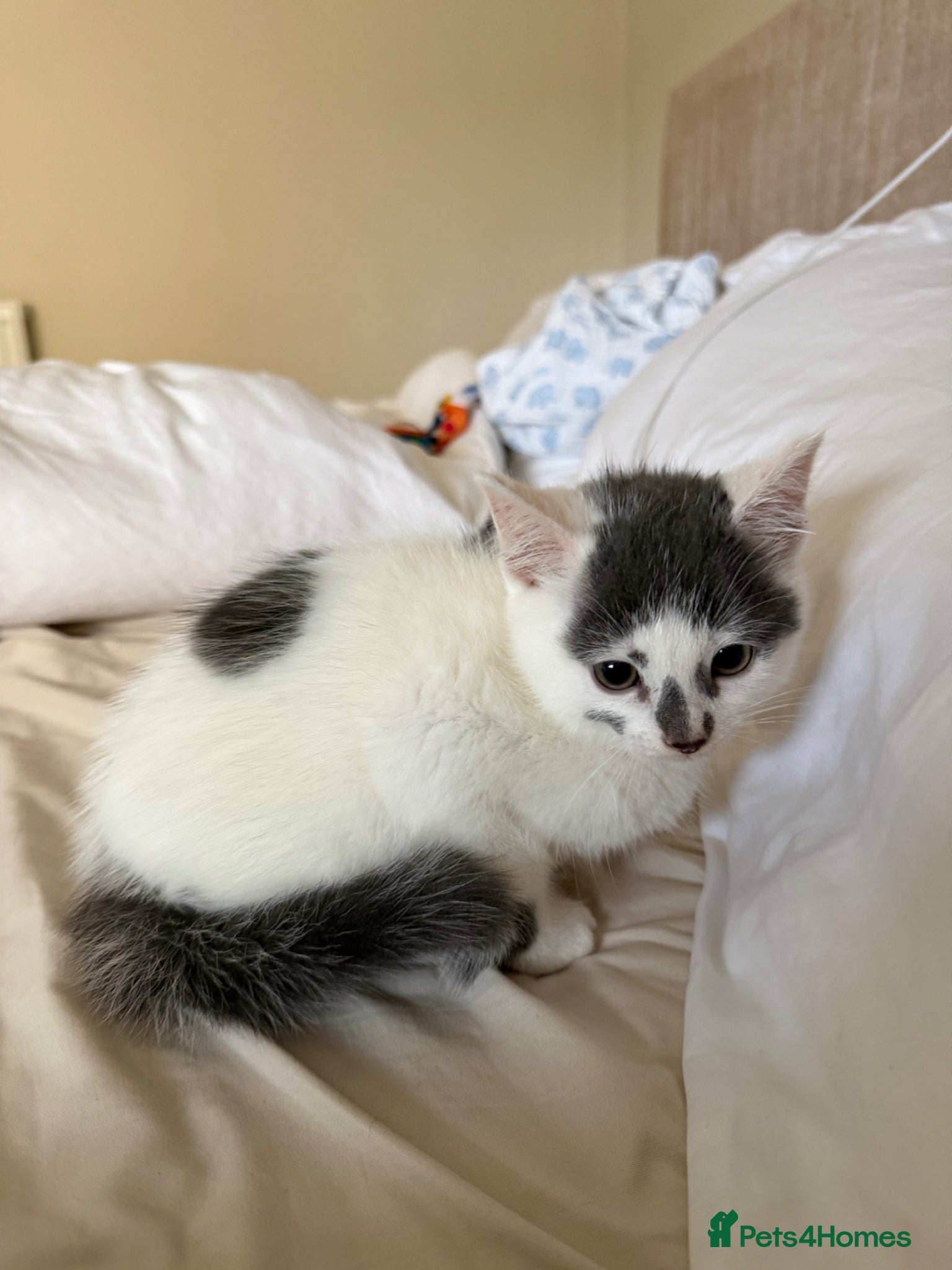 Mixed Breed cats KITTEN FOR SALE BOY - Advert 1