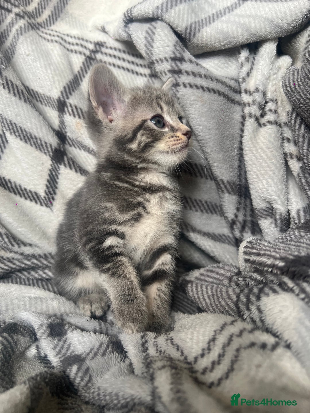 Mixed Breed cats for sale: chunky kittens - Image 6