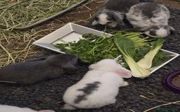 Mini Lop rabbits for sale: Gorgeous Mini lop baby girl ready now  - Image 4