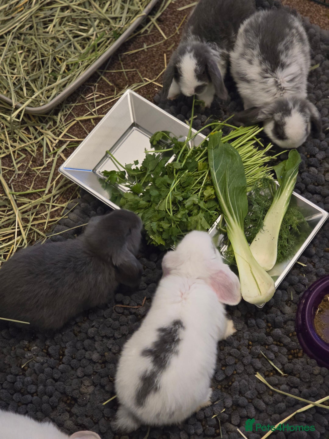 Mini Lop rabbits for sale: Gorgeous Mini lop baby girl ready now  - Image 4