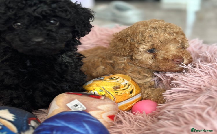 Toy Poodle dogs - Advert 2