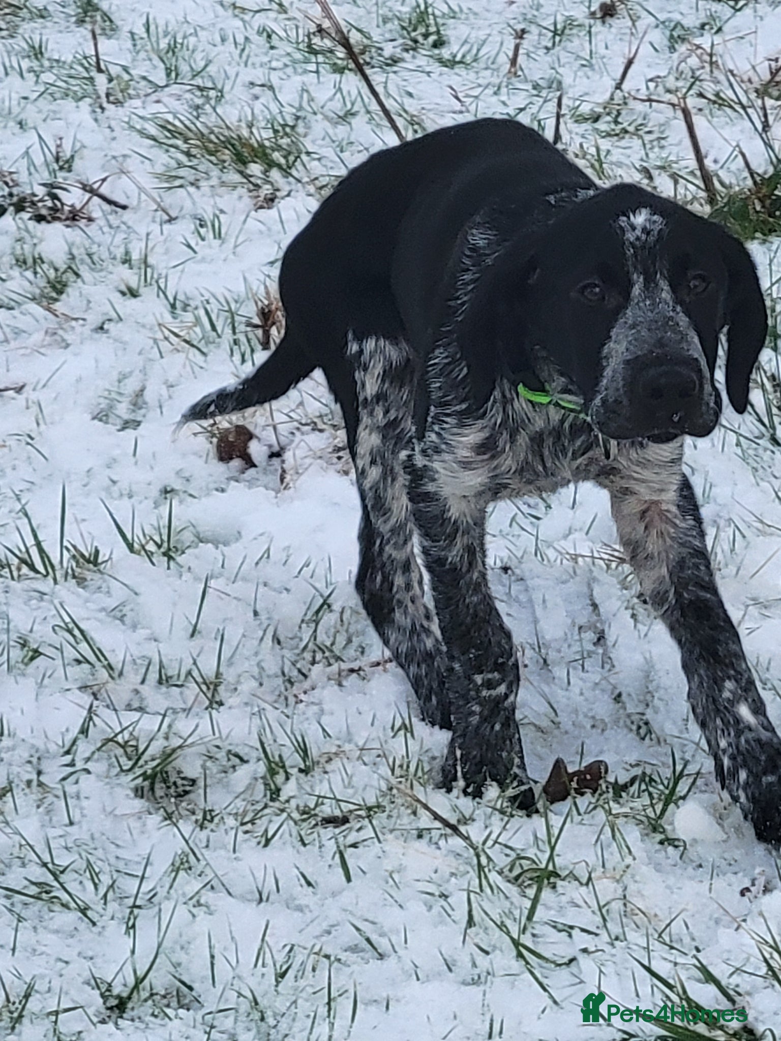 Sprollie dogs Maxx spaniel  - Advert 4