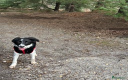 Mixed Breed dogs for sale: New home needed.  - Image 6