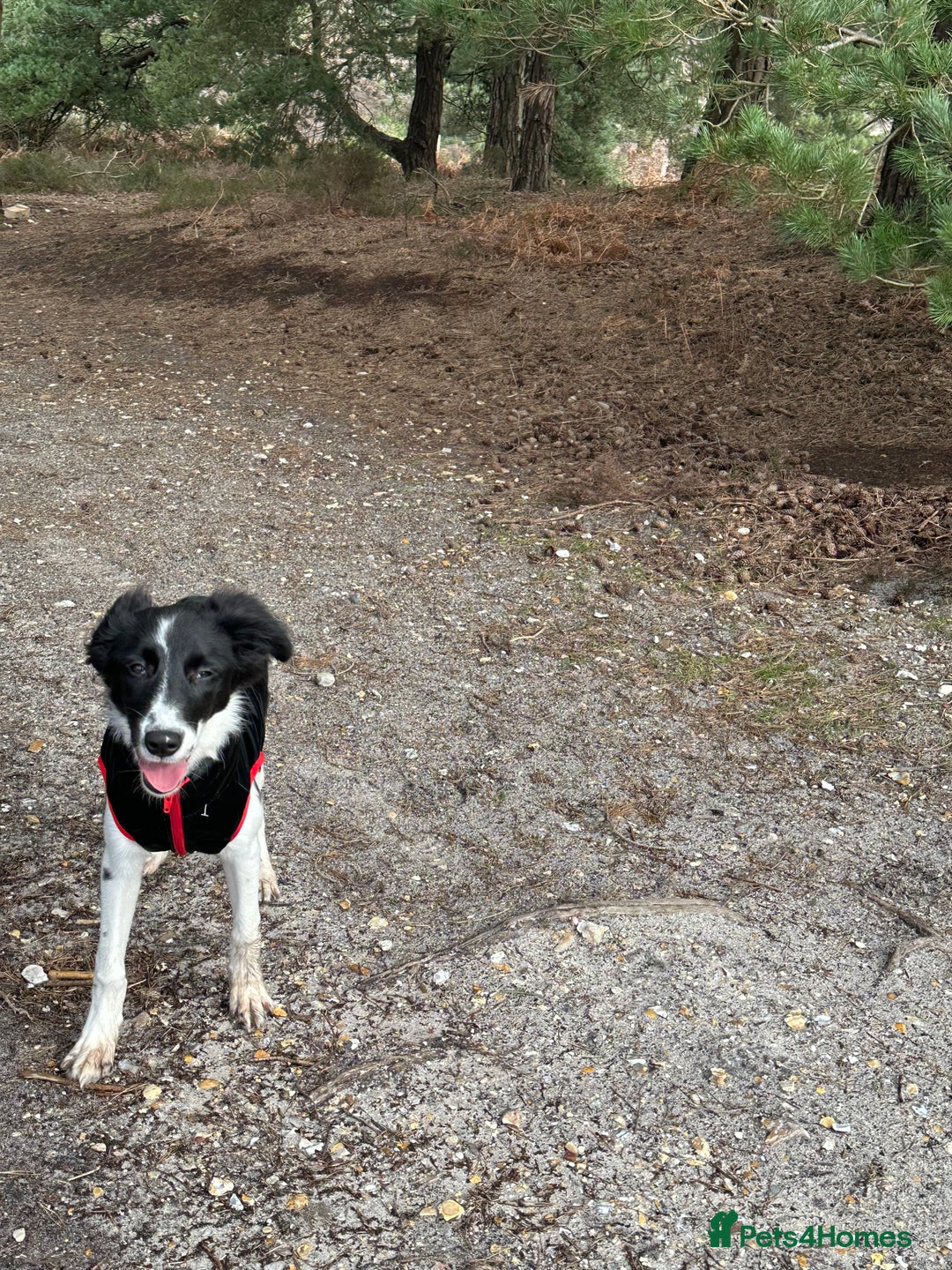 Mixed Breed dogs for sale: New home needed.  - Image 6
