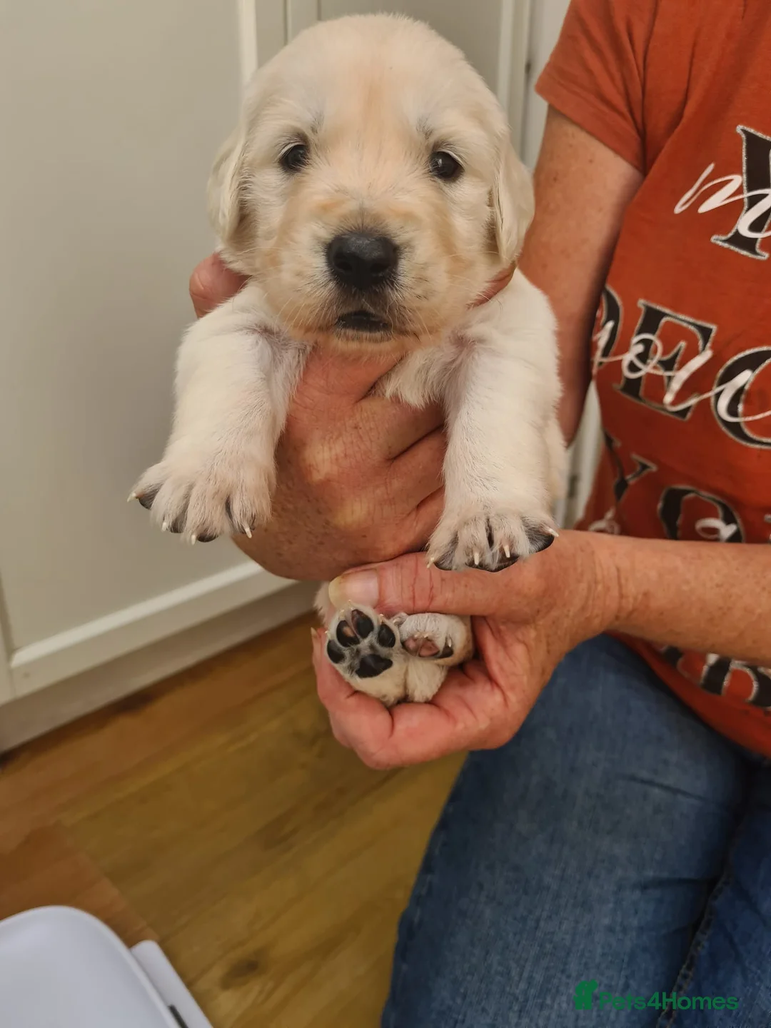 Golden Retriever dogs for sale: Stunning KC registered cream golden retrievers - Advert 2