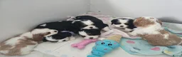 Cavalier King Charles Spaniel dogs for sale: MRI scanned pareents fully health tested  - Advert 10