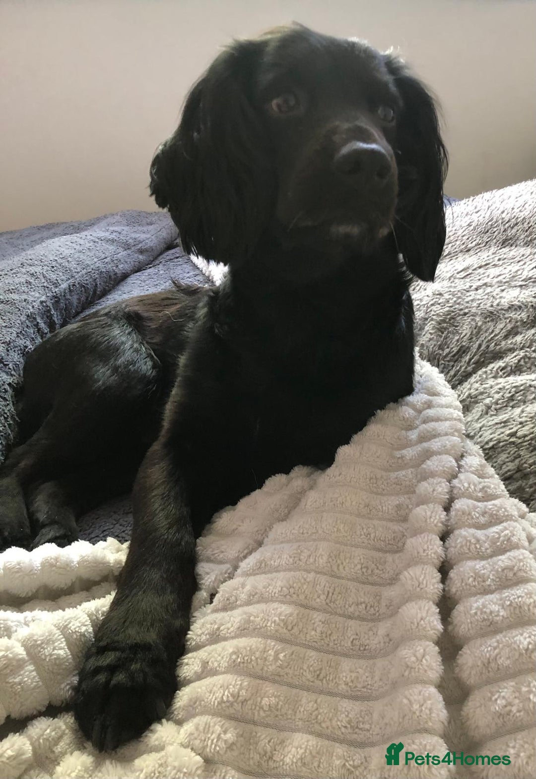 Cocker Spaniel dogs for sale: Cocker Spaniel puppies for sale - Advert 5