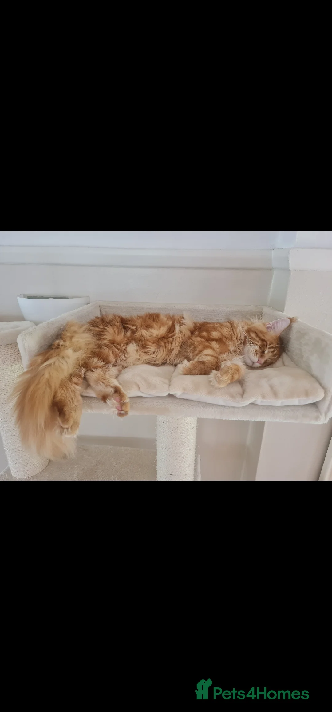 Maine Coon cats for stud: Chack Noris (Red Blotched Tabby) in New Malden - Advert 9