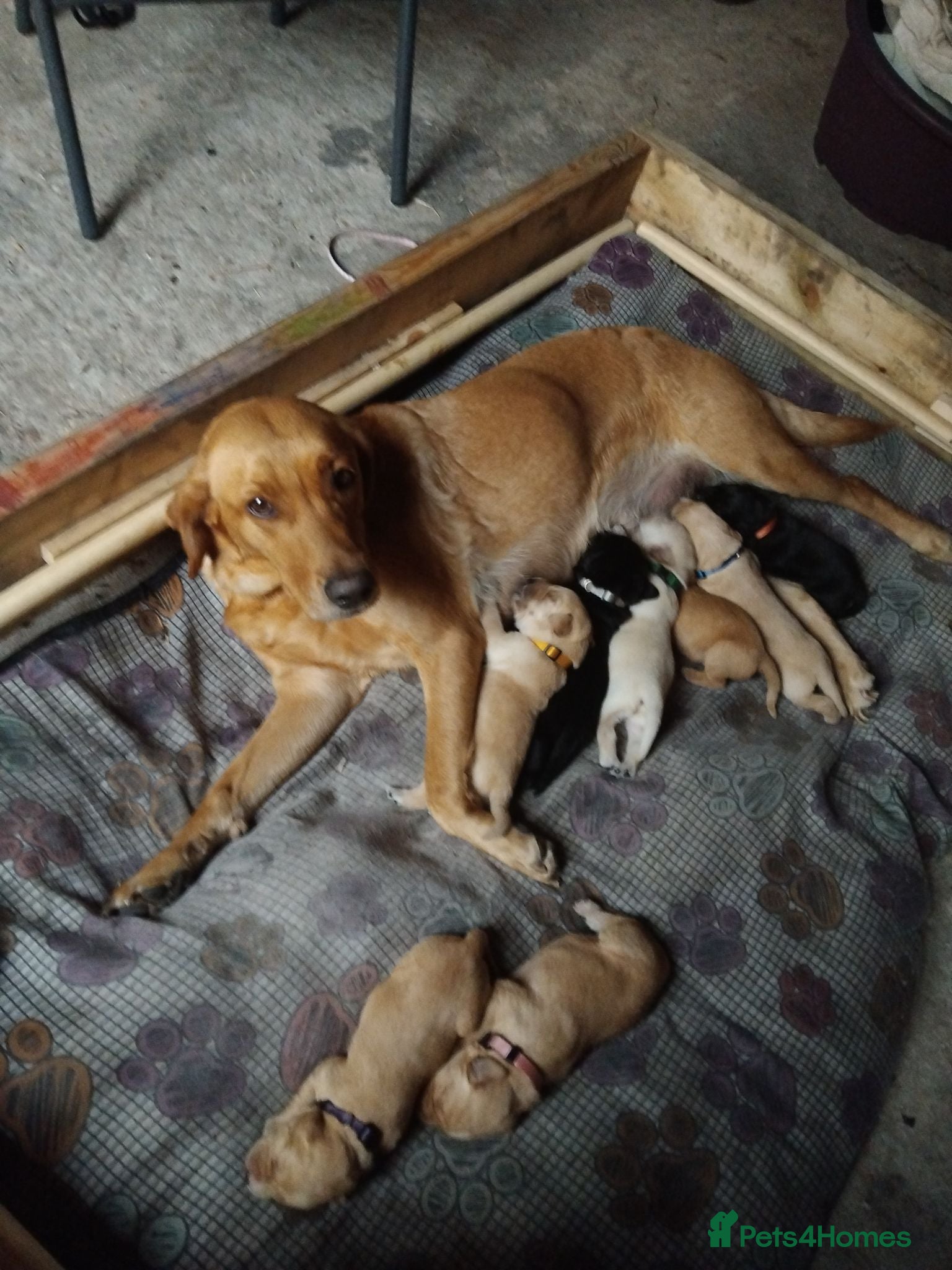 Labrador Retriever dogs 8 gorgeous Labrador puppies - Advert 1