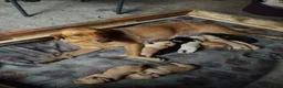 Labrador Retriever dogs for sale: 8 gorgeous Labrador puppies - Advert 1