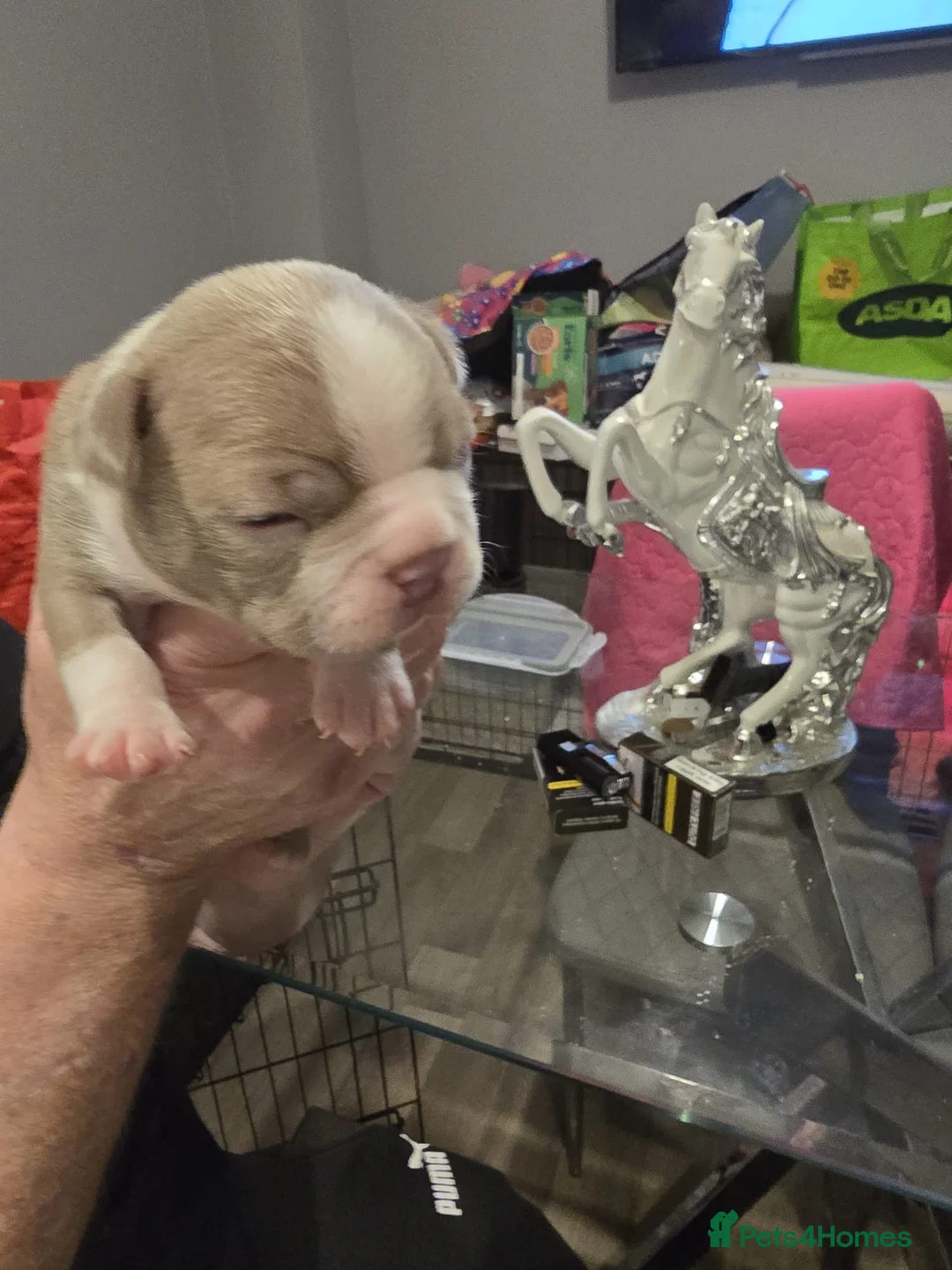 Boston Terrier dogs for sale: BEAUTIFUL BOSTON TERRIER PUPS  - Advert 31