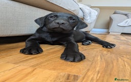 Labrador Retriever dogs for sale: Last black lab bitches available  - Image 13