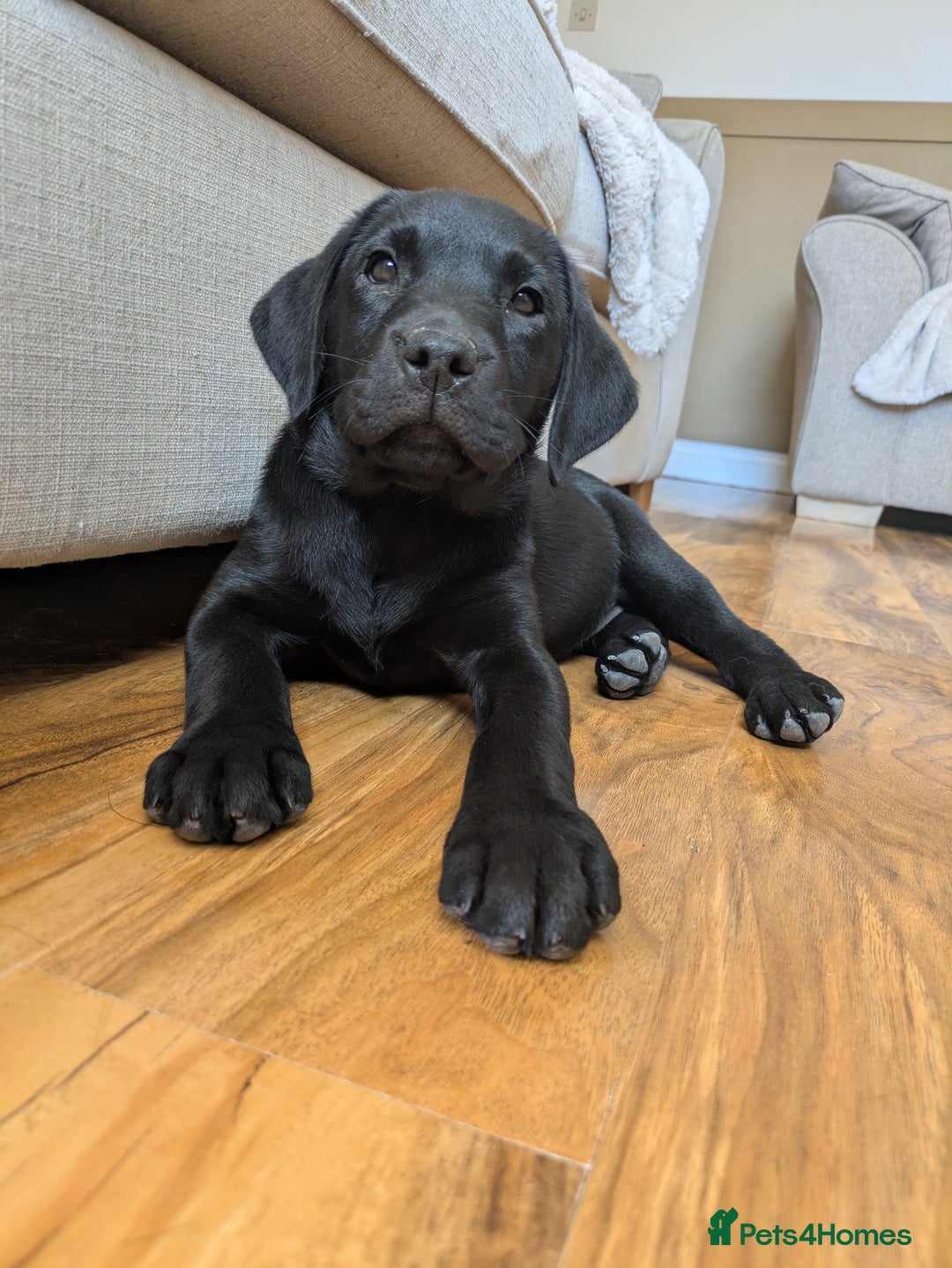 Labrador Retriever dogs for sale: Last black lab bitches available  - Image 13
