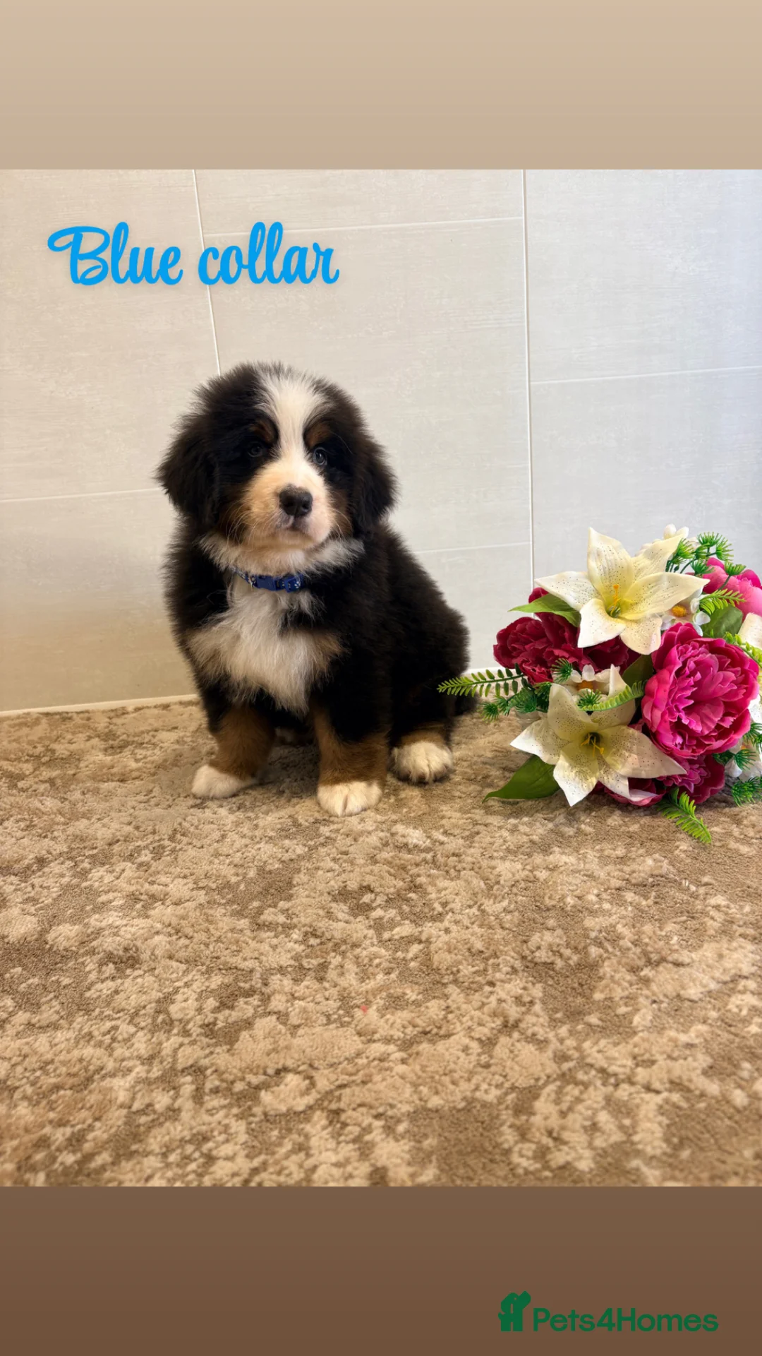 Bernese Mountain Dog dogs for sale: Bernese mountain pups - Advert 1
