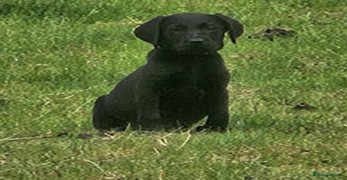 Labrador Retriever dogs - Advert 4