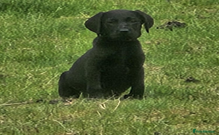 Labrador Retriever dogs - Advert 1
